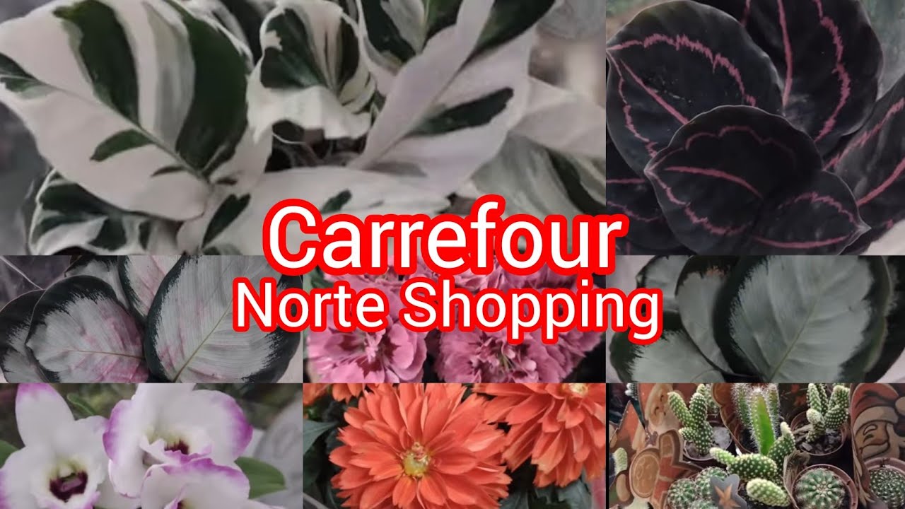 Plantas lindas no Carrefour Norte shopping!#viralyoutubevideo#plantas#viral#viralvideo#flores #casa 