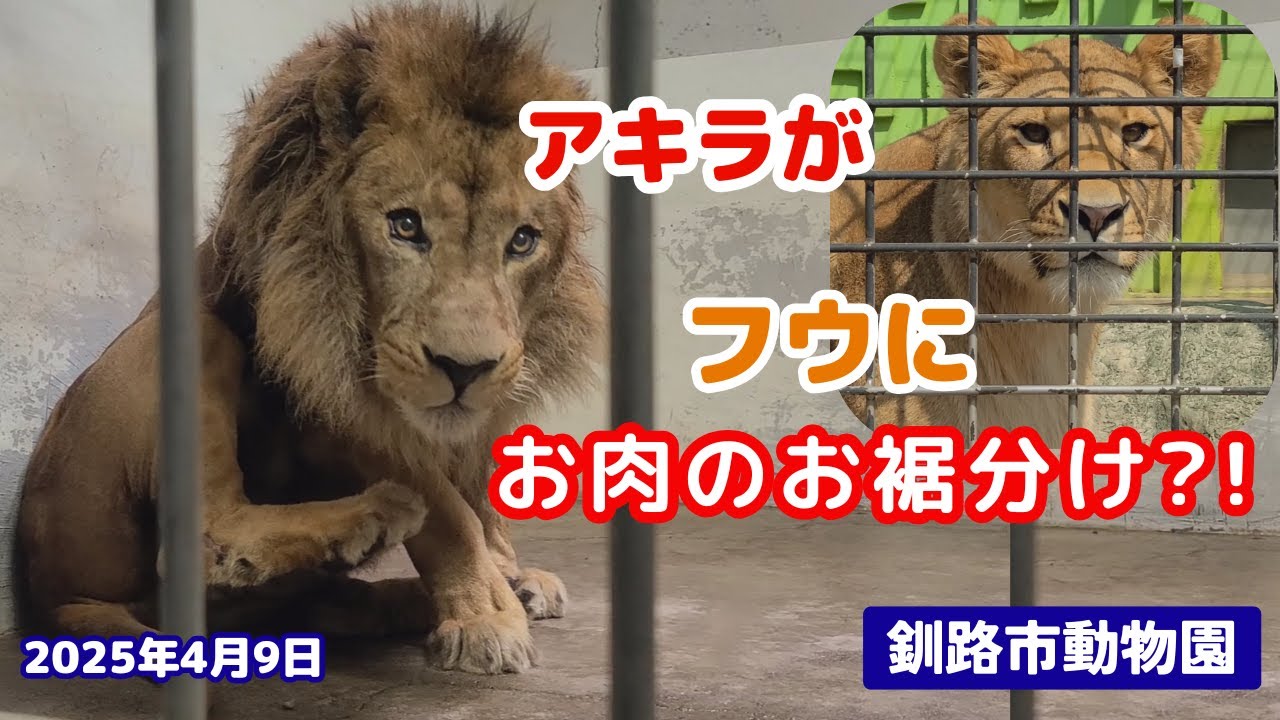 【釧路市動物園ライオン】フウにお肉のプレゼント？姿が見えなく心配するアキラ🦁《2025.4.9》