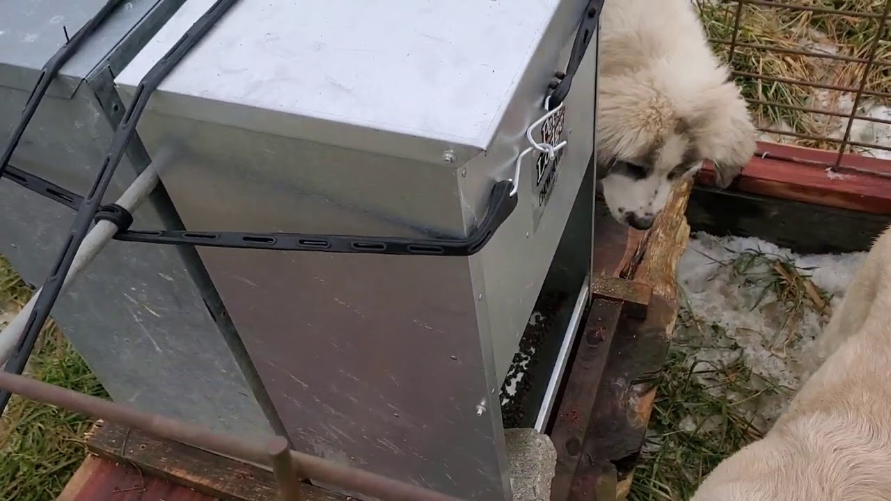 Check out our new sheep proof MEGA guardian dog feeder!