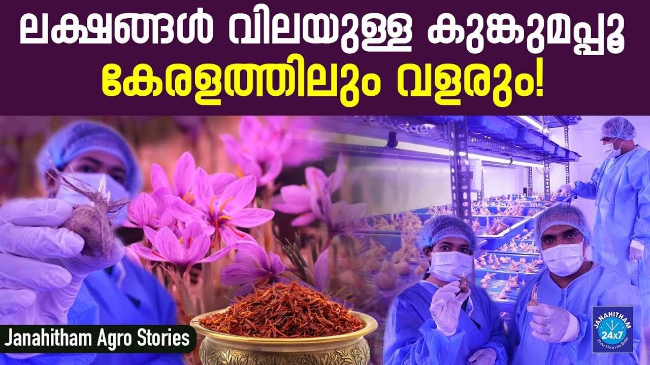 Thrissur native with saffron farming; knows how to grow it | Saffron Farming Thrissur |