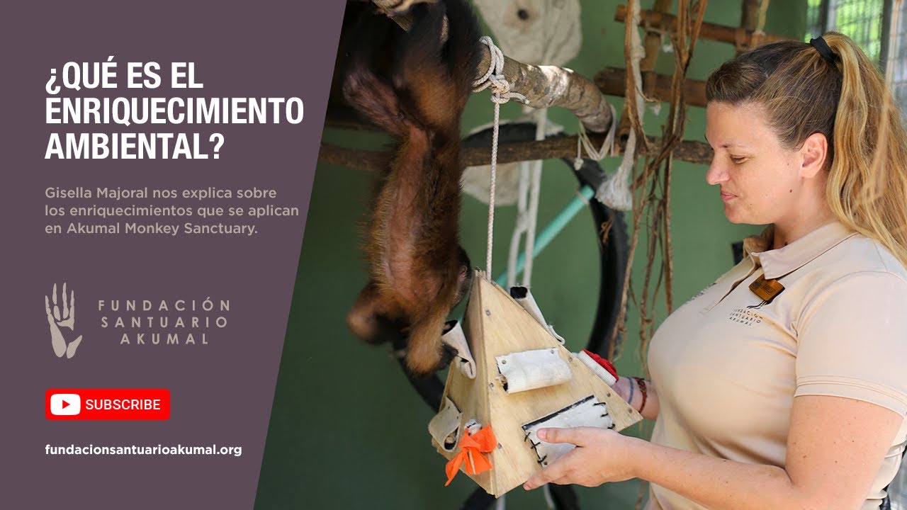 ¿Qué son los Enriquecimientos Ambientales? 🐵 ¡TODO LO QUE TIENES QUE SABER!