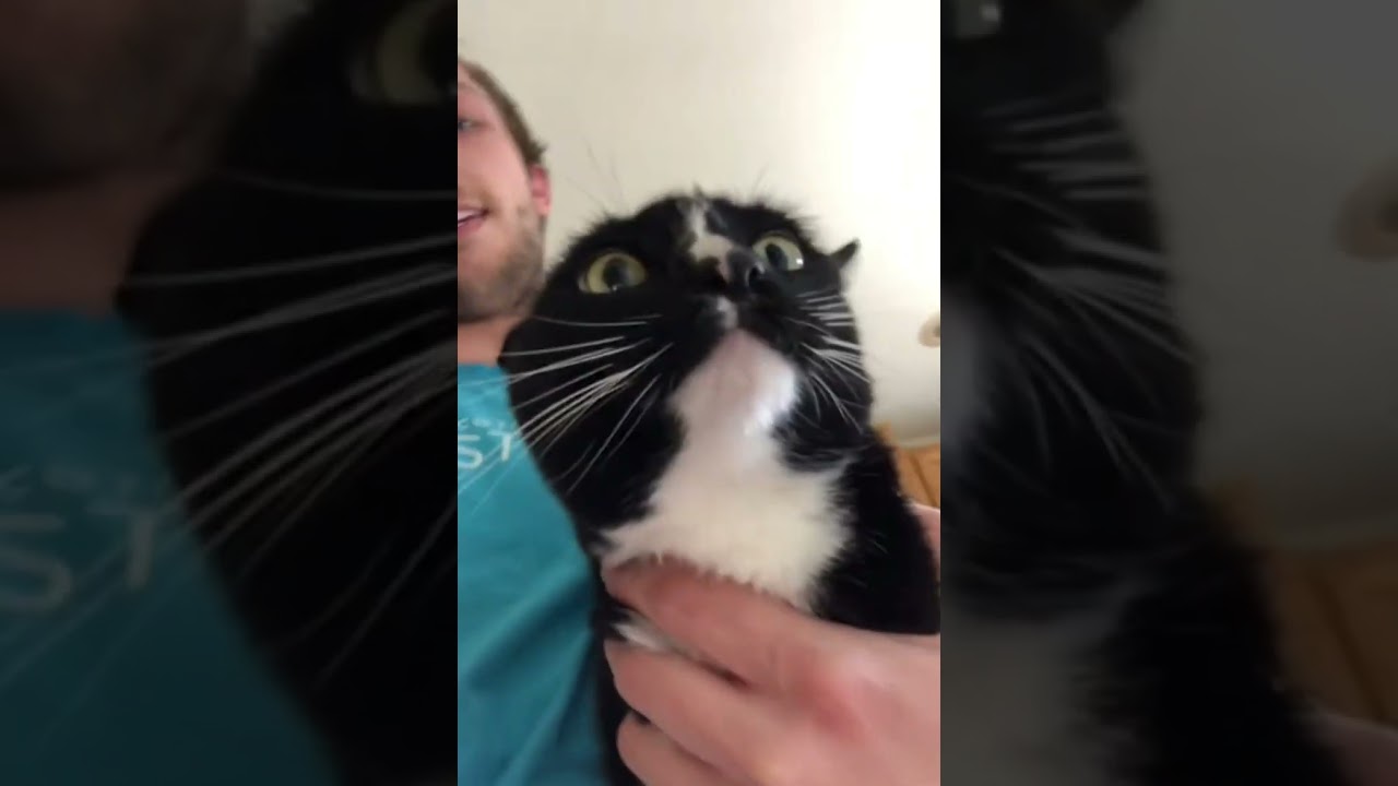 Strange cat growls when asked 'who's the meanest kitty of all?'