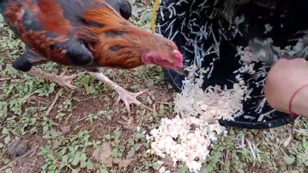 🦆 Daily Feeding Routine Keeps These Ducks Happy and Healthy