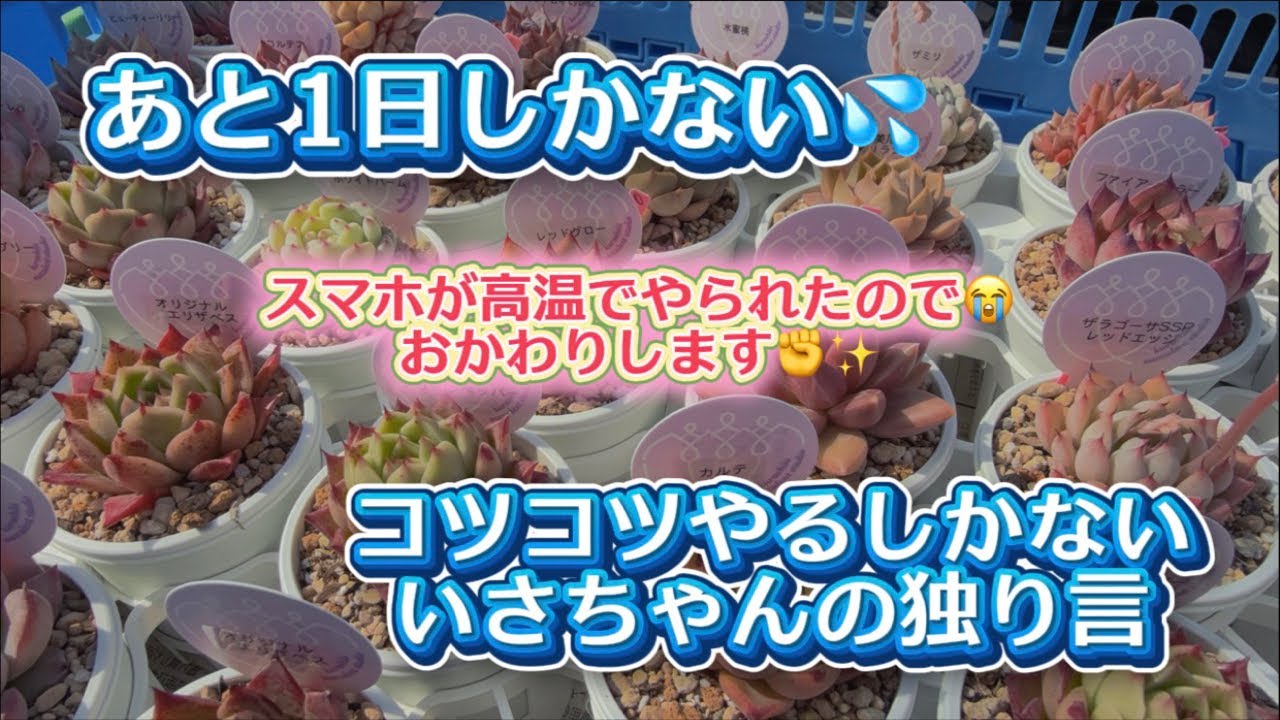 【携帯が高温障害】になった💦2月なのに😭…ってことでおかわり行きます✊✨【いさちゃんの独り言】