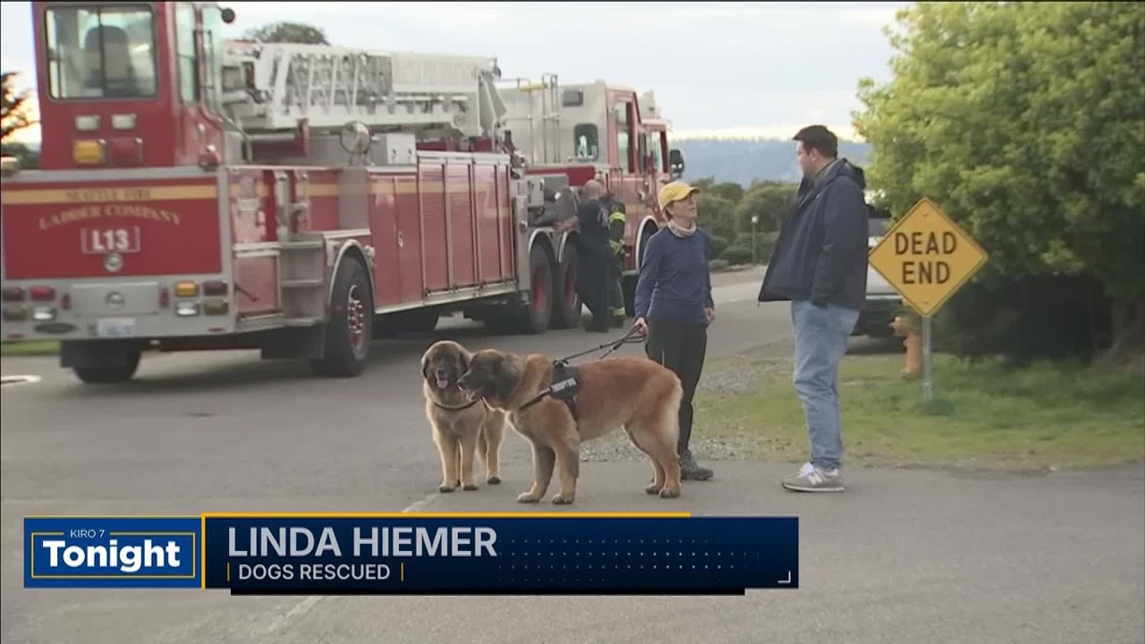 Seattle Fire crews rescue two large dogs stuck down embankment