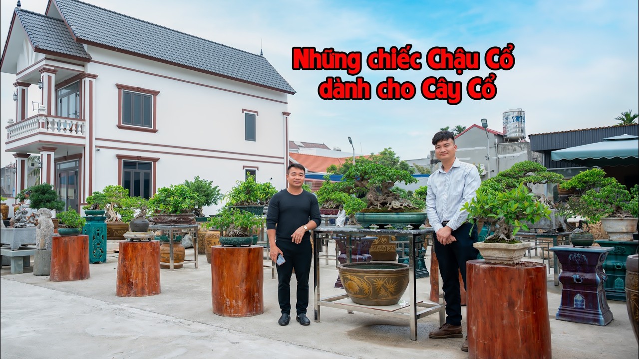 Cây cổ không thể thiếu những chiếc chậu cổ đẹp! Kho tàng chậu tàu cổ nằm giữa mảnh đất Hải phòng