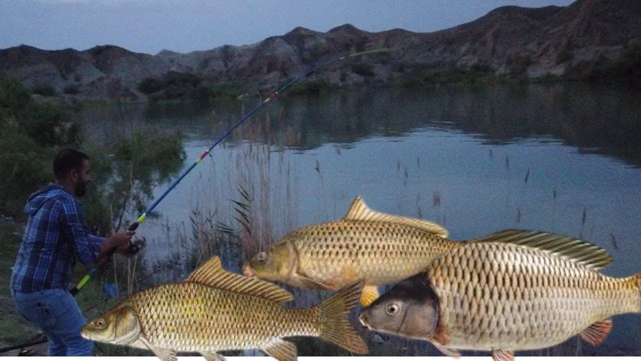 SAZANLARİ DƏNLƏDİK .SUPER SAZANLAR KARPLAR TUTDUQ #Best_CatFish #Catching_Video#Fishing #AmazingFish