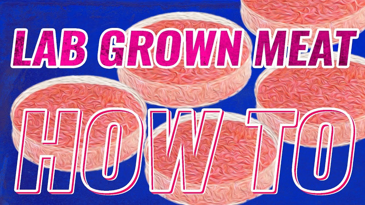 How to make LAB GROWN MEAT - Synthetic Meat Production