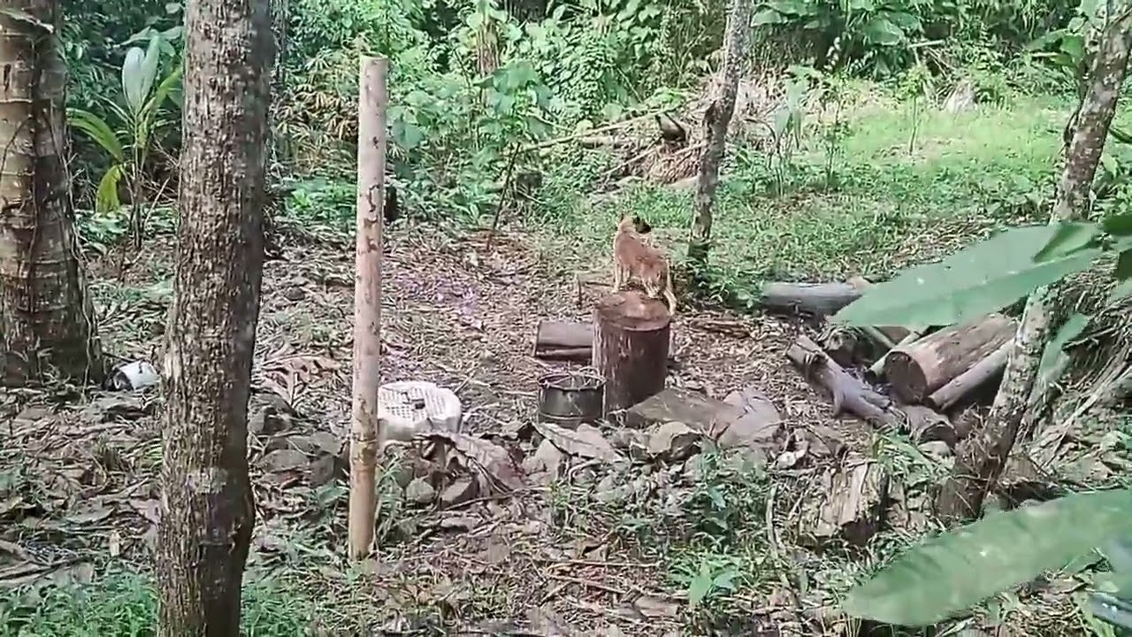Quite a few squash if the snails don' get them all