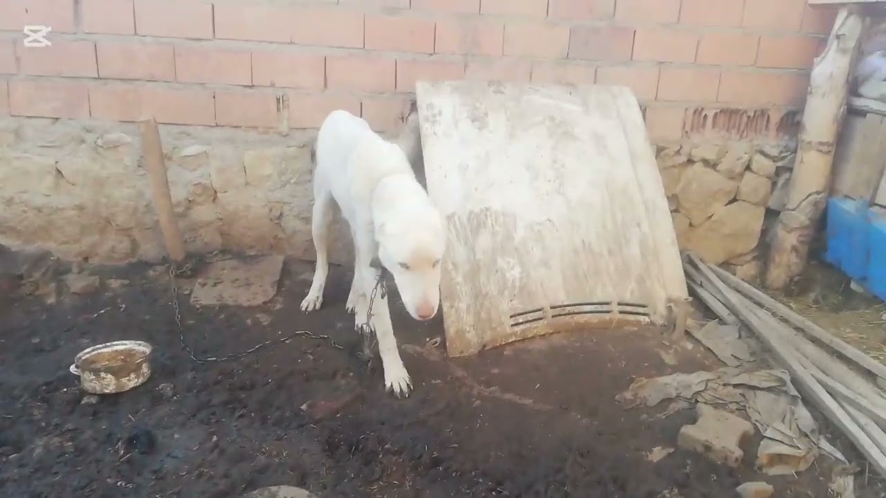 Beyeni yorum ve abone olursanız çok sevinirim Allah herkesin yardımcısı olsun inşallah 