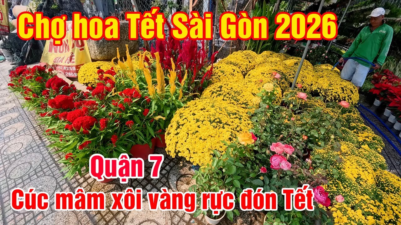Chợ Hoa Tết Quận 7 Sài Gòn 2026 l Những Chậu Cúc Mâm Xôi, Bưởi Diển khoe sắc vàng đón Tết