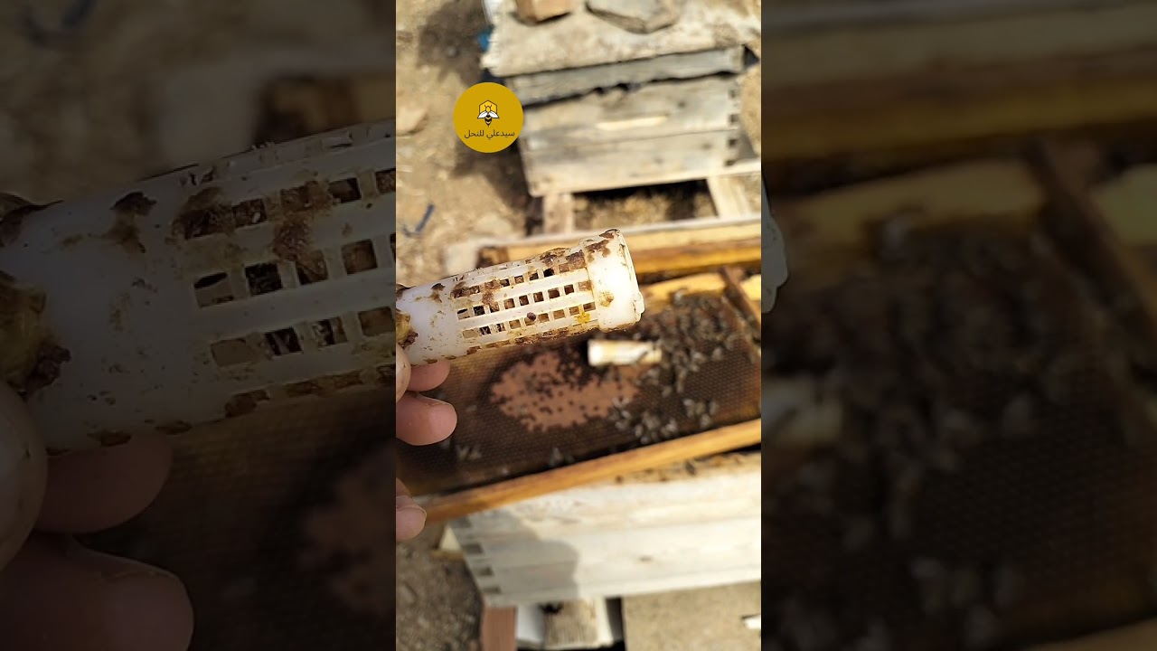طريقة تغيير ملكة كبيرة في السن و شرسة بملكة منتخبة و فتية