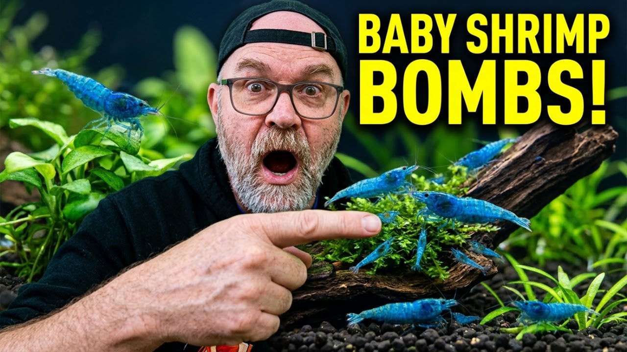 Blue Dream Shrimp Setup with Maximum Baby Production Strategy