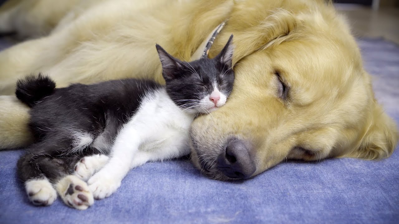 心に傷を持っている保護子猫の心が完全に開いたらこうなりました・絶対にゴールデンレトリバーにくっついて寝たがる保護子猫