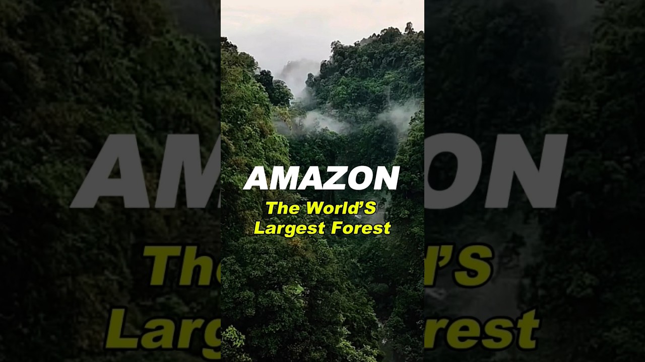 Amazon: the world’s largest forest 