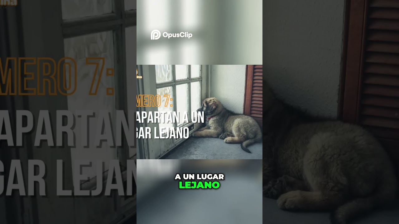 Se&ntilde;ales del final en perros  Conducta y salud  #Perros #SaludCanina #Se&ntilde;alesFinales
