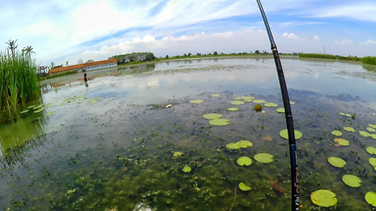 MANCING IKAN NILA LIAR Di RAWA UMPAN LUMUT