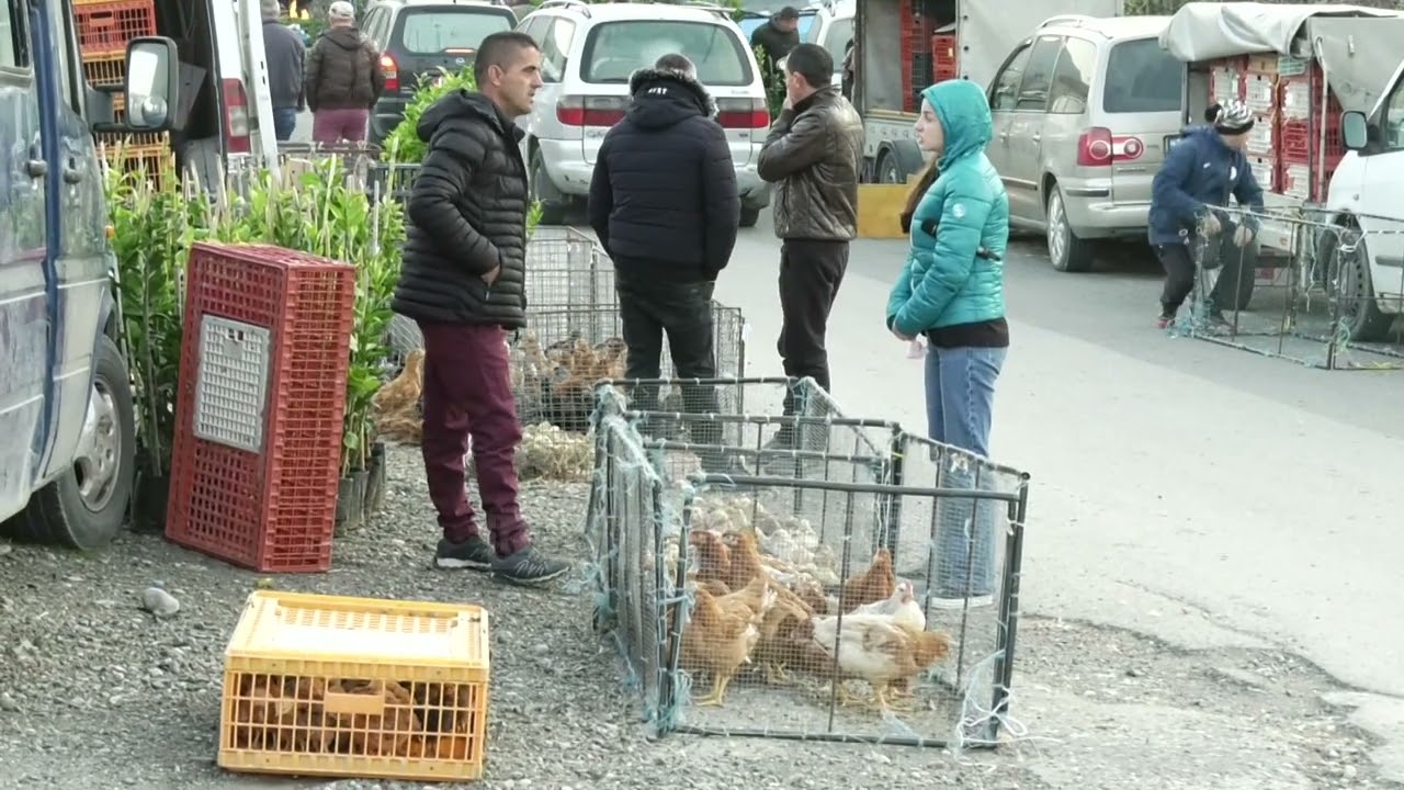 Top Channel/ Top Channel në tregun e Milotit, shiten shpendë pa asnjë kontroll!