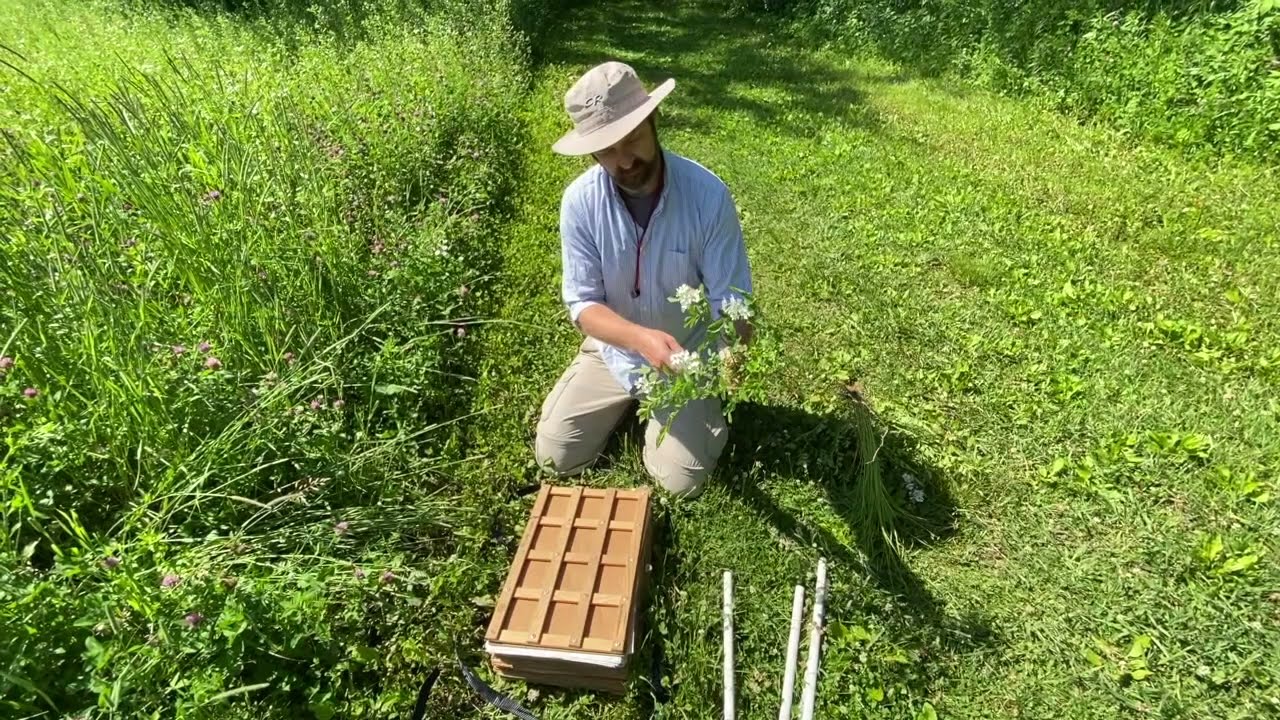 Pressing plants to make voucher specimens in the field
