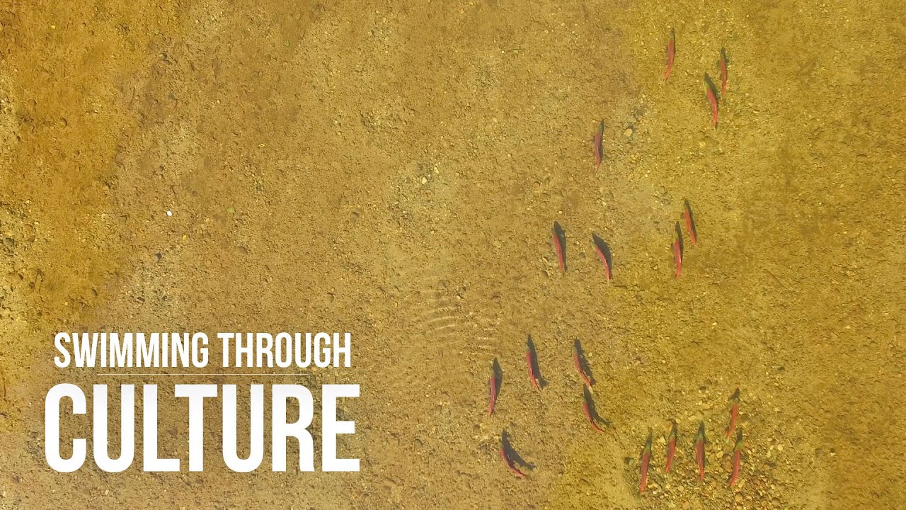 The Cultural Value of Salmon in Northern British Columbia, Canada
