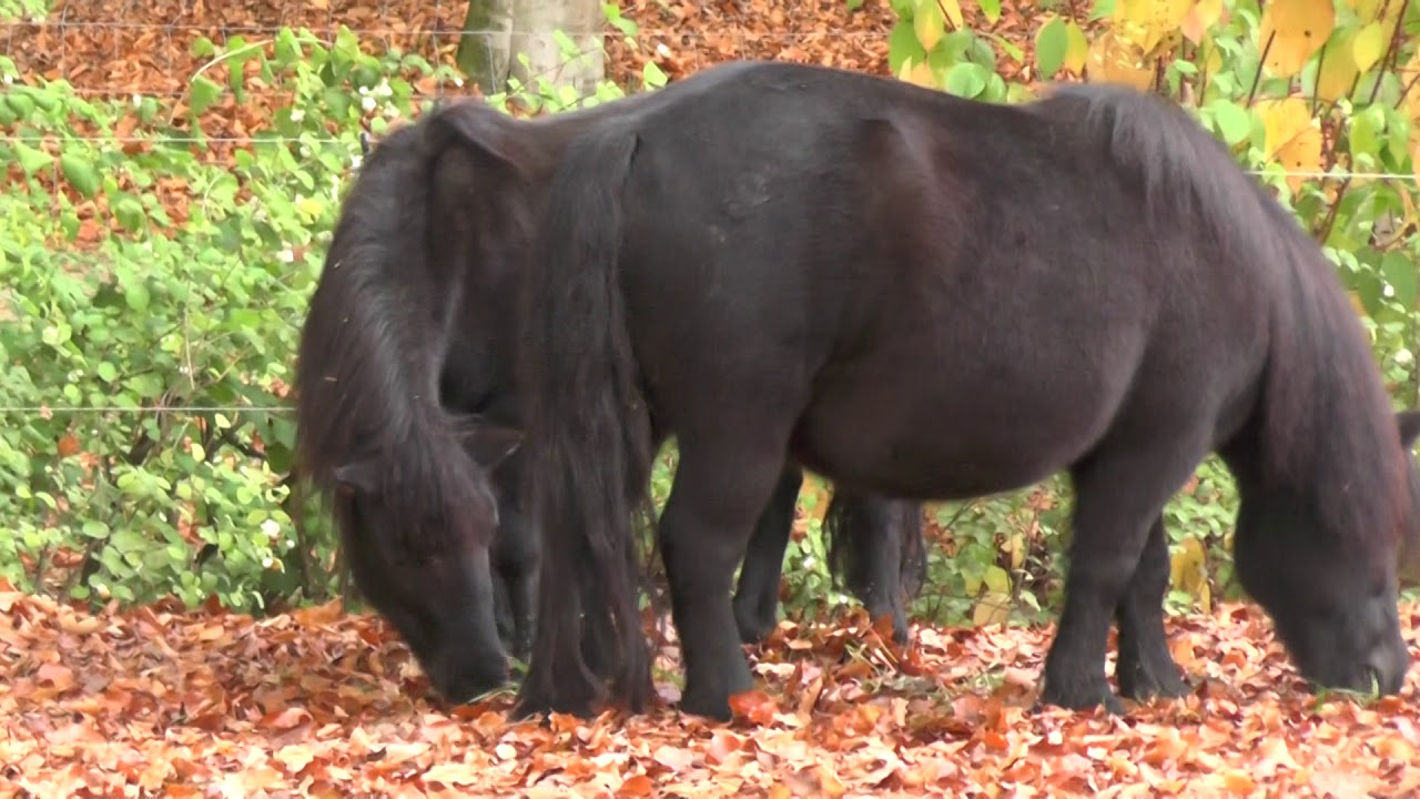 Sahnpark von Crimmitschau 2019