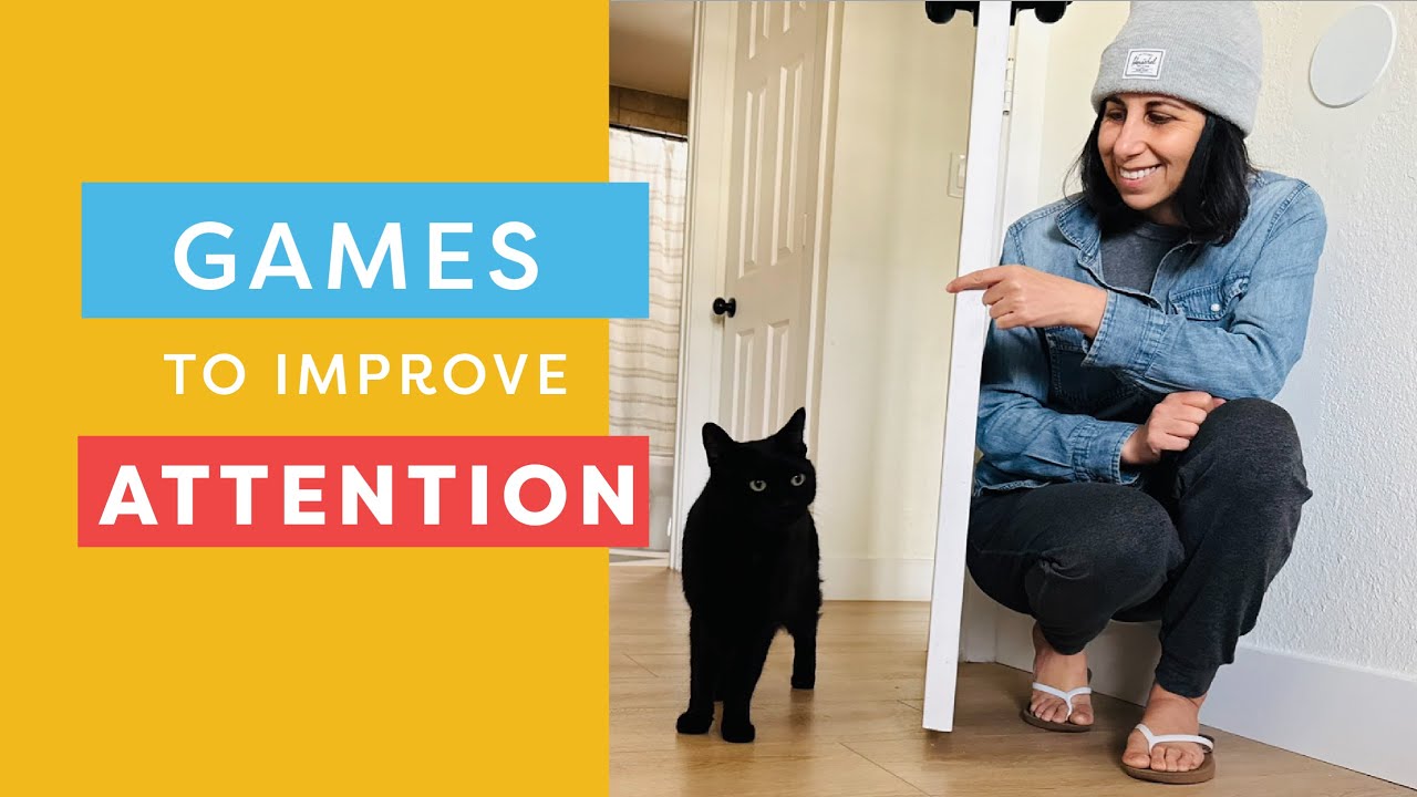 My Cat Doesn't Listen: Easy Games To Improve Your Cat's Attention
