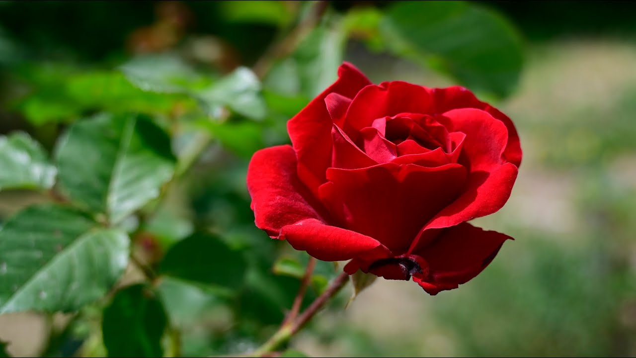 Red Flowers 💖🌹🌞