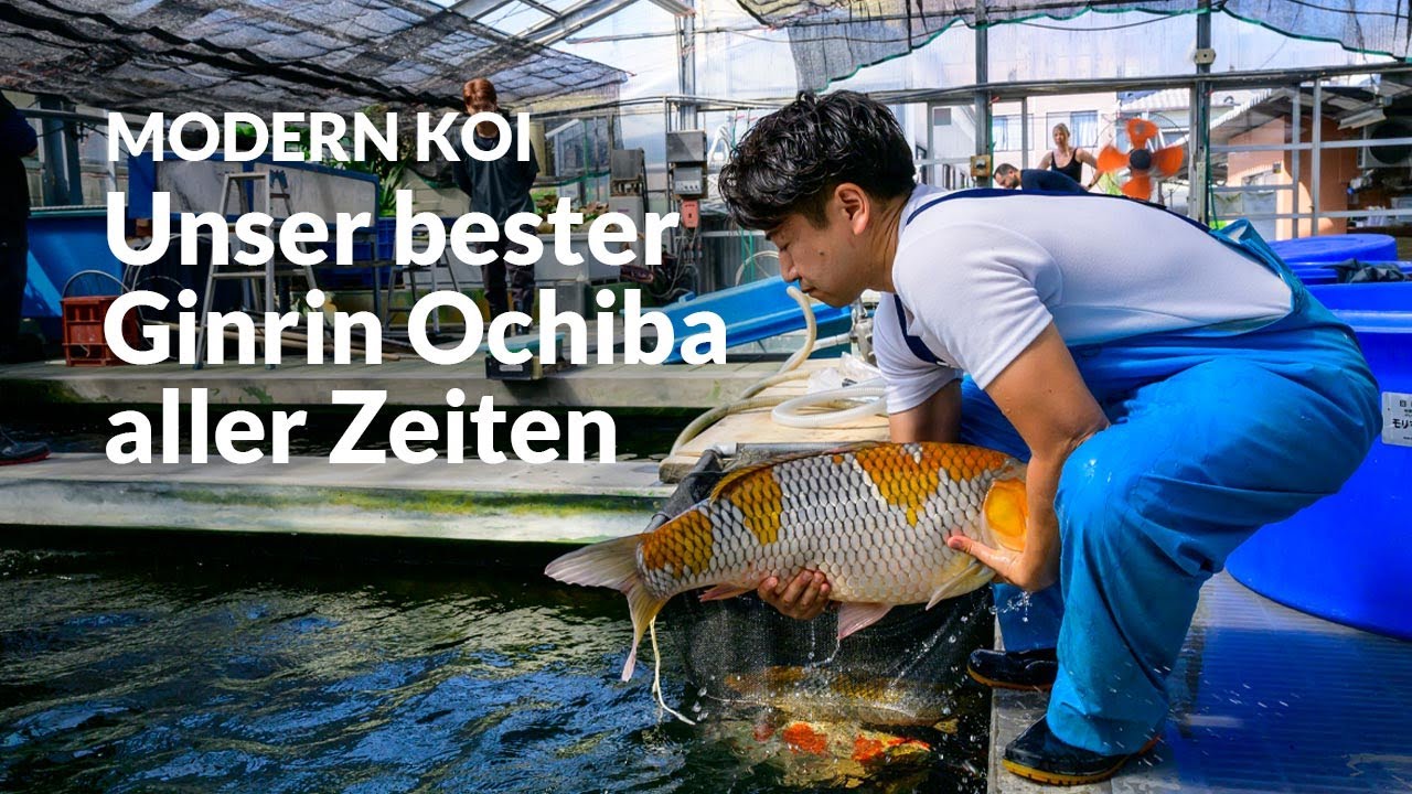 Die Jumbos aus der Glashausaufzucht L2 | Modern Koi Blog Japan #7709