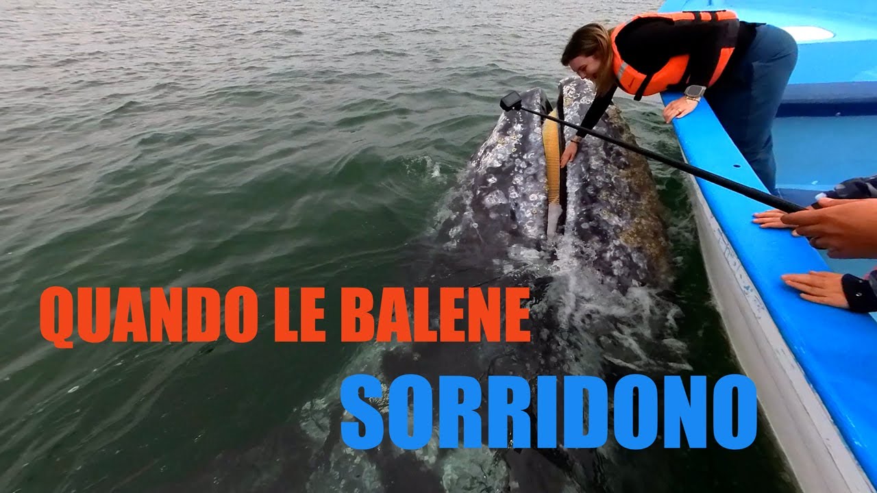 Quando Le Balene Sorridono