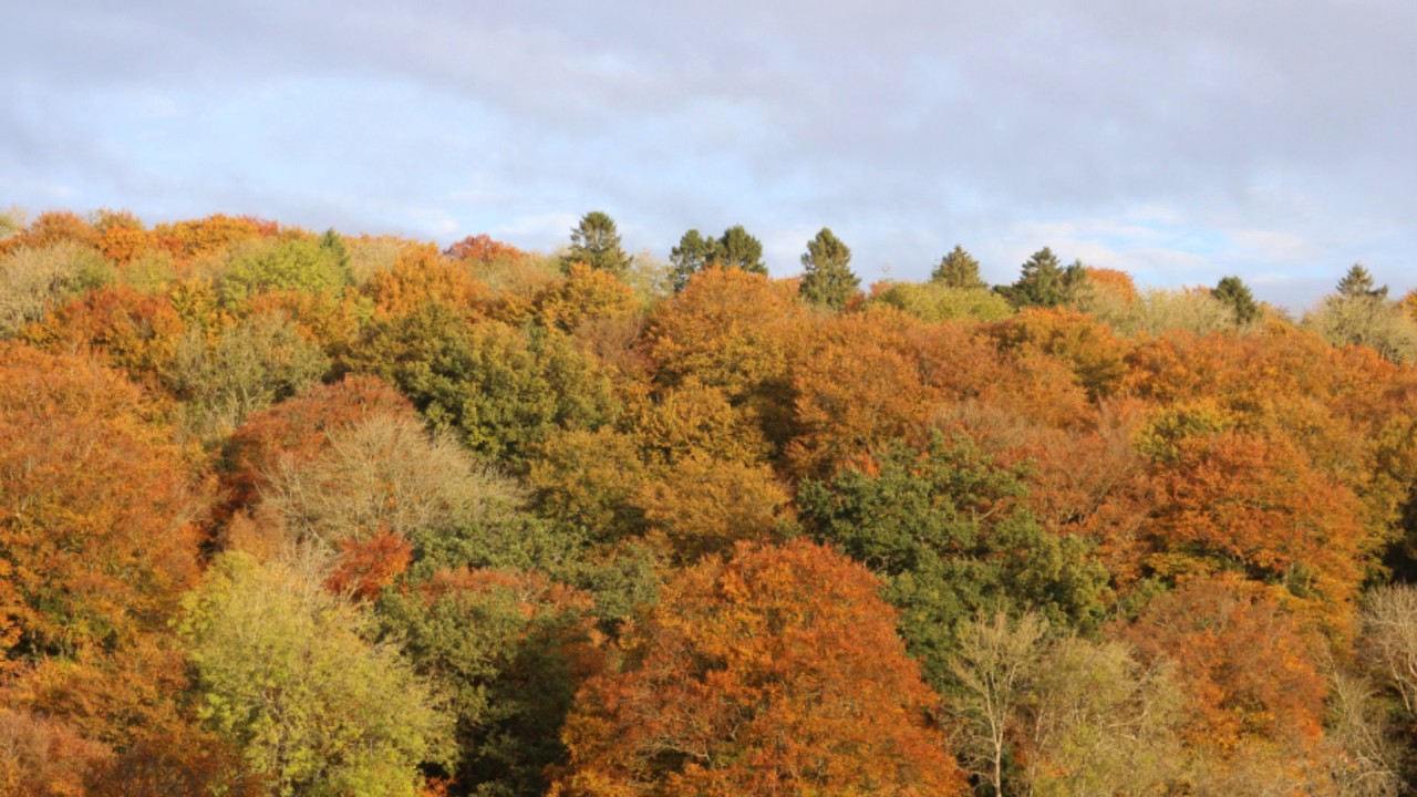 Autumn Walk in Sapperton