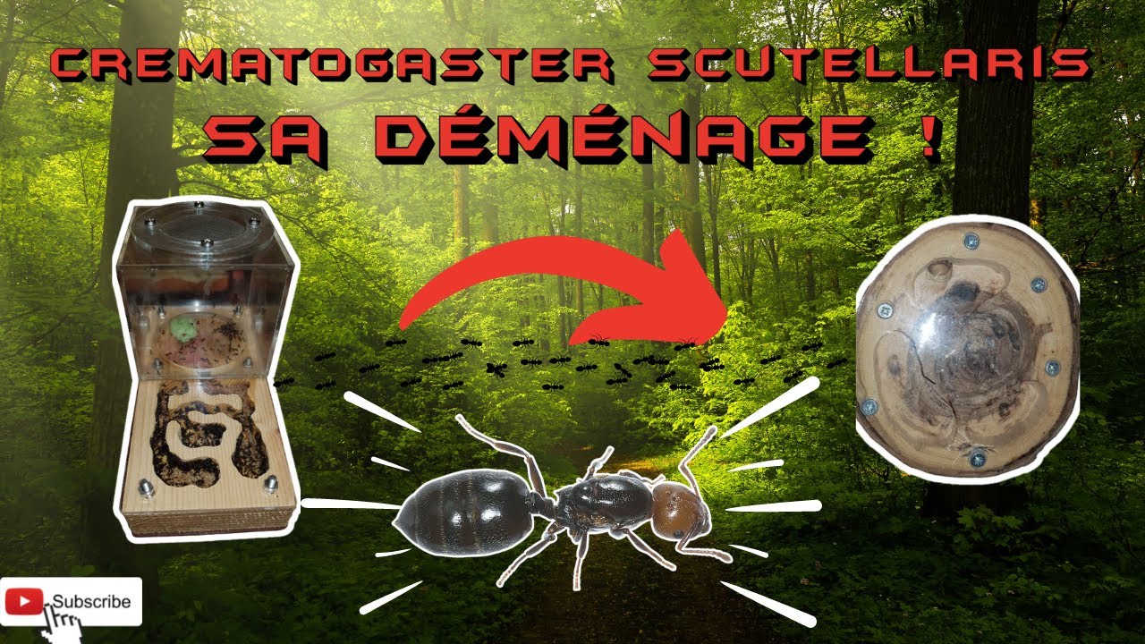 UN NOUVEAU NID EN BOIS POUR MES CREMATOGASTER SCUTELLARIS 🐜