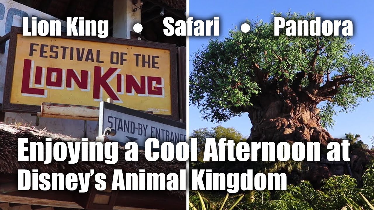 Enjoying a Cool Afternoon at Disney's Animal Kingdom | Walt Disney World