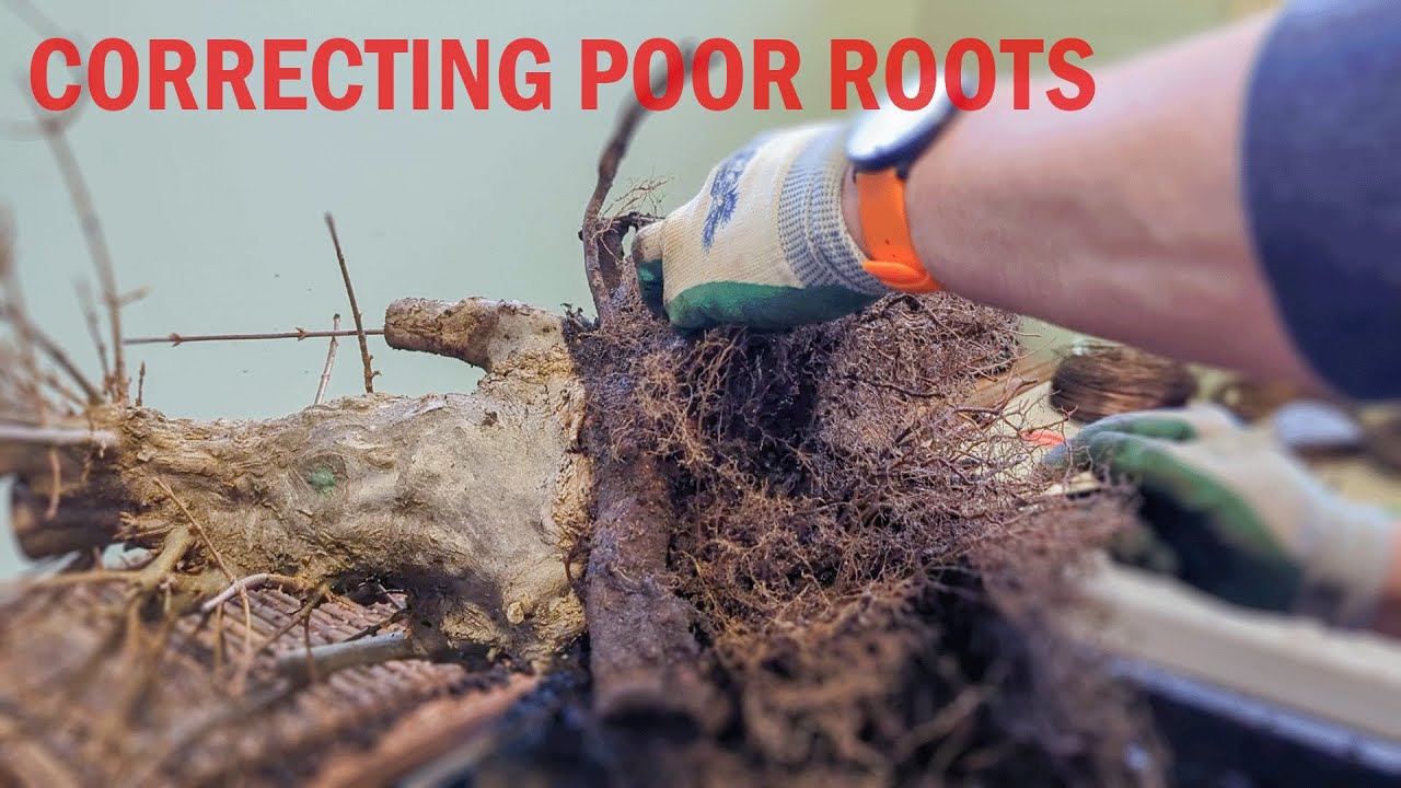 Bonsai - Surprising Roots When Repotting a Field Grown Trident Maple [Lots of Work]