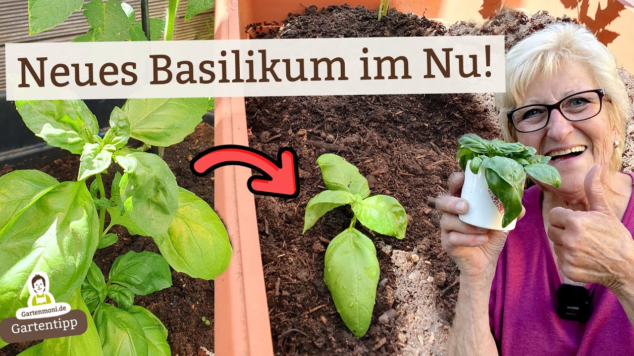 Wie du Basilikum schnell und einfach vermehren kannst - Für eine durchgehende Ernte