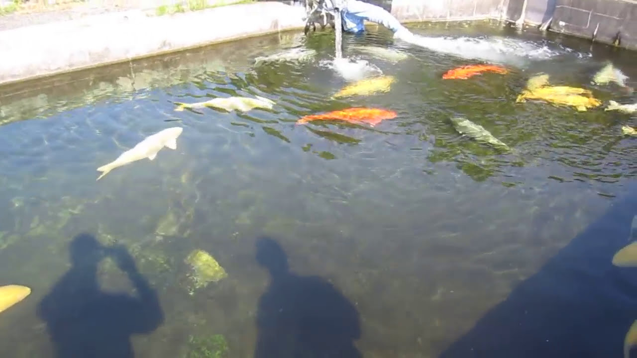 Marusei (Hirasawa) Jumbo Koi Place.MOV