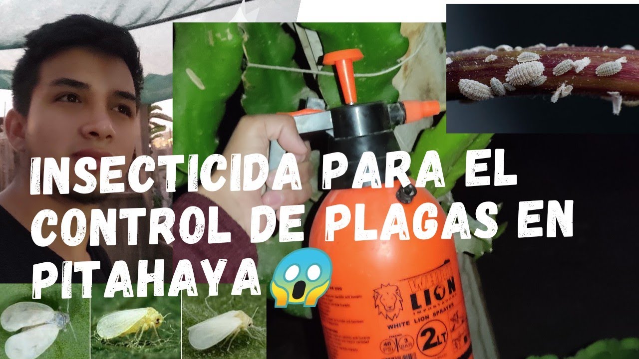 INSECTICIDA CASERO para el control de plagas en el cultivo de PITAHAYA, 💚PITAYA O FRUTA DEL DRAGÓN 😱