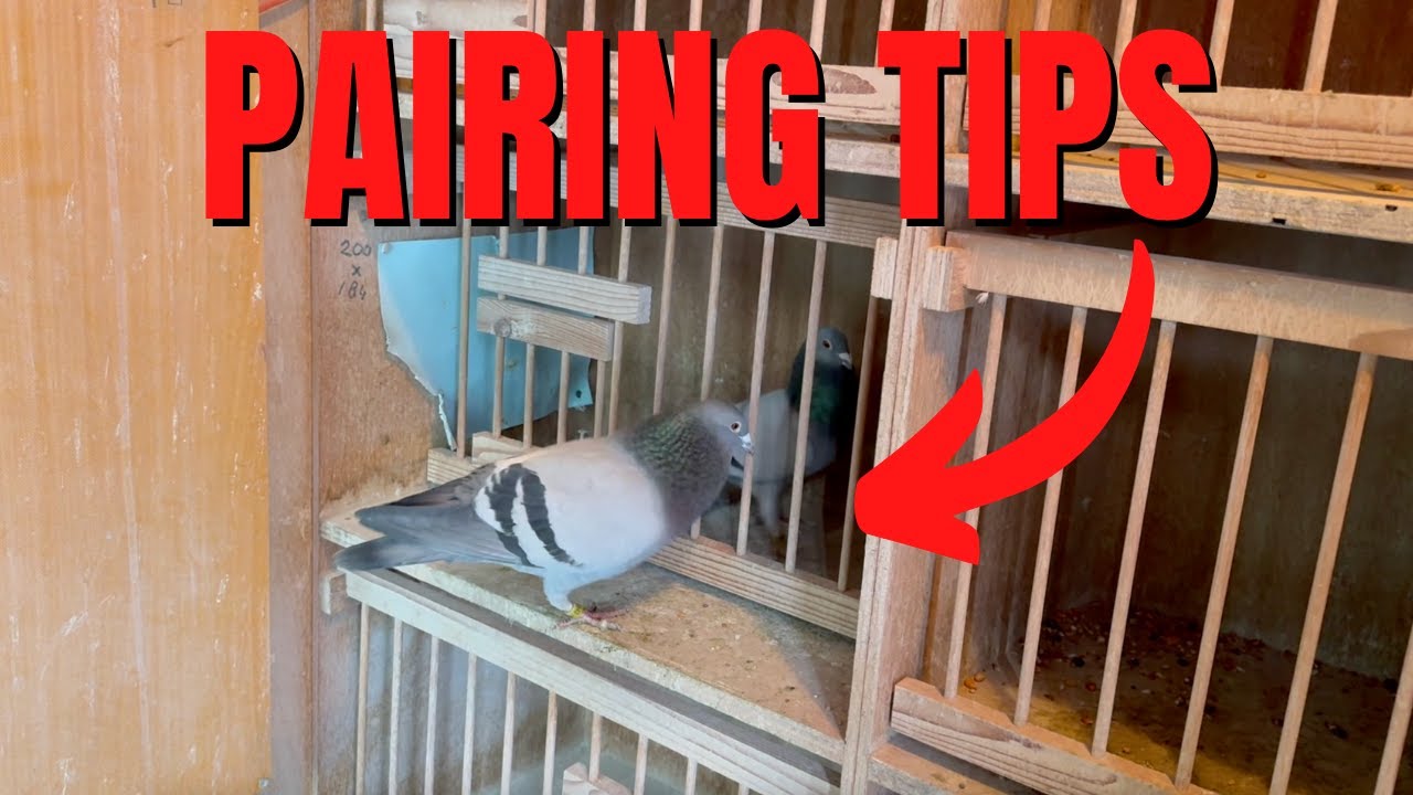 Racing Pigeon Pairing Up TIPS & TRICKS