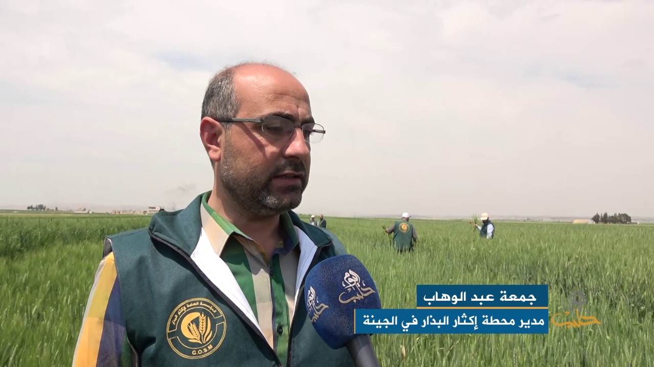 مشروع من المؤسسة العامة لإكثار البذار لتنقية القمح أصناف القمح السوري