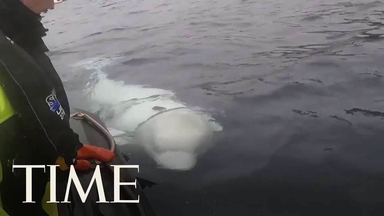 Norwegian Officials Are Worried This Beluga Whale Escaped From The Russian Military | TIME