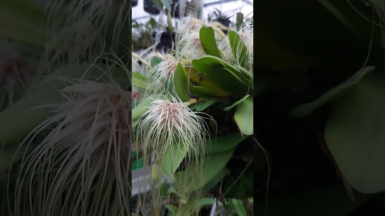 BULBOPHYLLUM MEDUSAE TIPO E ALBO JUNTOS!