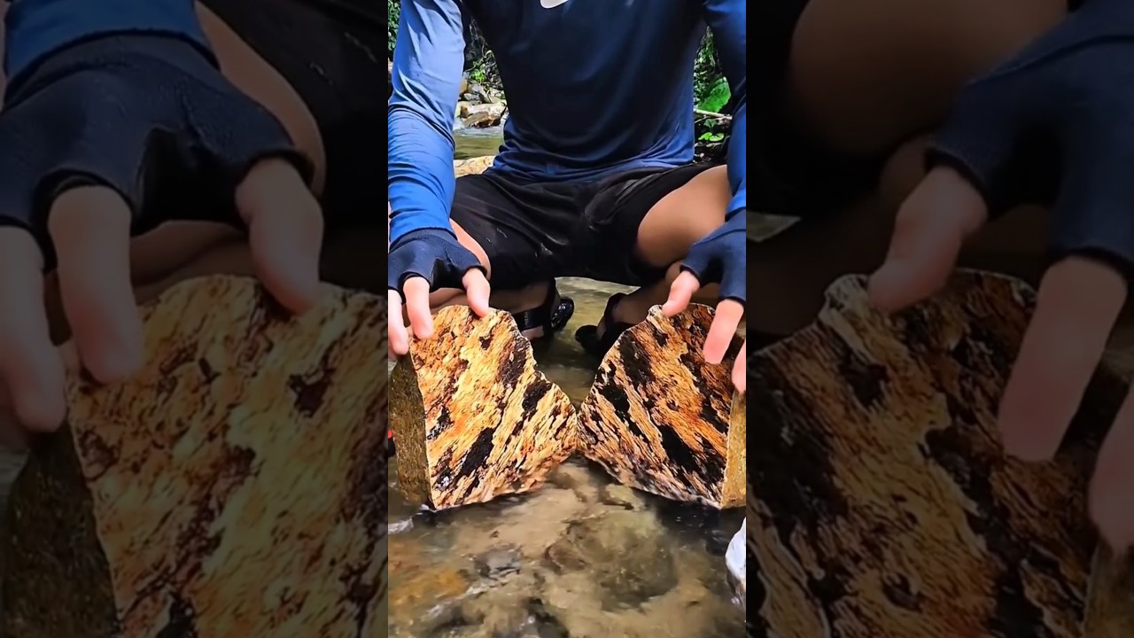 petrified wood 