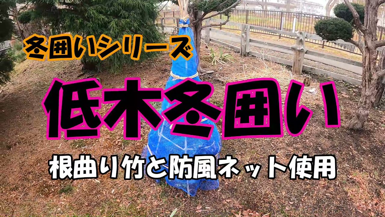【冬囲いシリーズ】防風ネットと根曲り竹を使用して解説しながらの作業動画