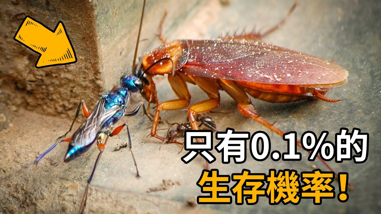 這隻蜂如何把蟑螂變成「活體育嬰室」？——大自然最強「神經外科醫生」——扁头泥蜂🐝#暗黑生物X檔案 #翡翠綠巨蜂 #殭屍蟑螂 #獵奇 #科普 #大自然真相 #神經科學 #異形 #生物冷知識 #恐怖自然