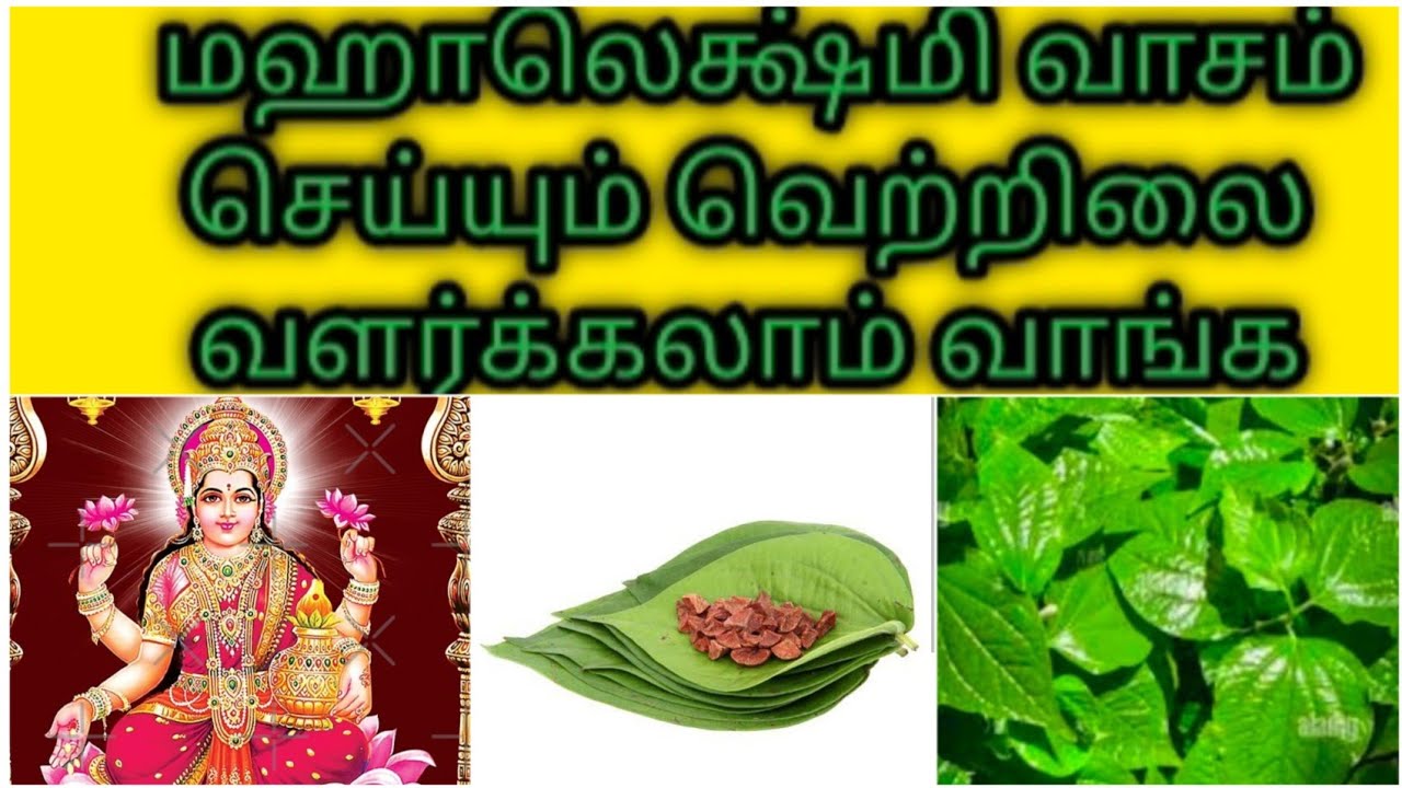 How to grow betel vine at home#garden#home#medicinalherbs#vastuplant