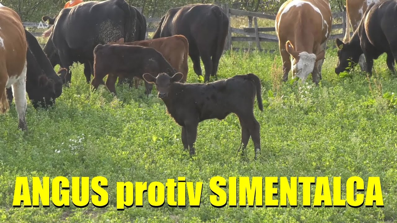 ANGUS GOVEDA u Centralnoj Srbiji - LAŽI I ISTINE o ovoj rasi - IMA LI PARA U UZGOJU  iz usta stočara