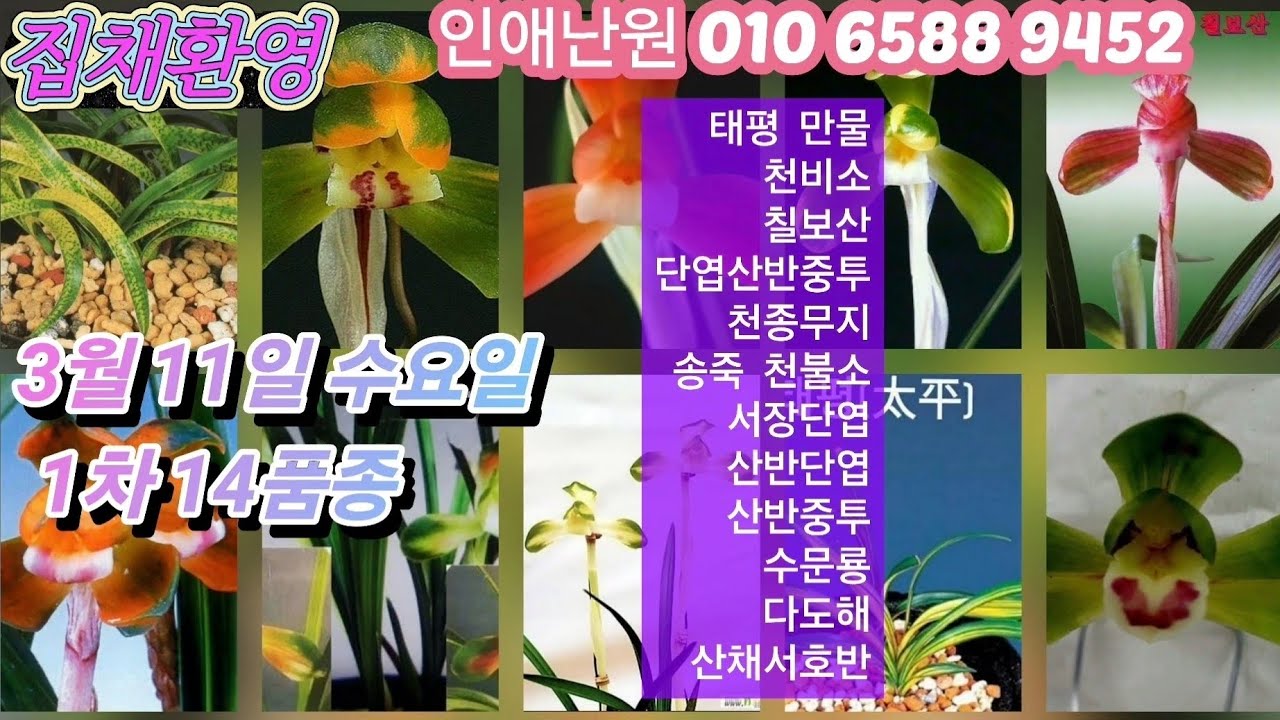 3월 11일 수 /1차 태평 천비소 만물 칠보산 단엽산반중투 천종무지 송죽 천불소 서장단엽 산반단엽 산반중투 수문룡 다도해 산채서호반 14품종 판매합니다