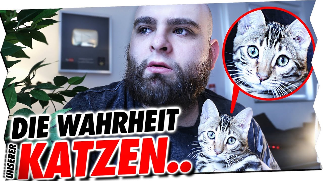 Die Wahrheit hinter unseren Katzen...