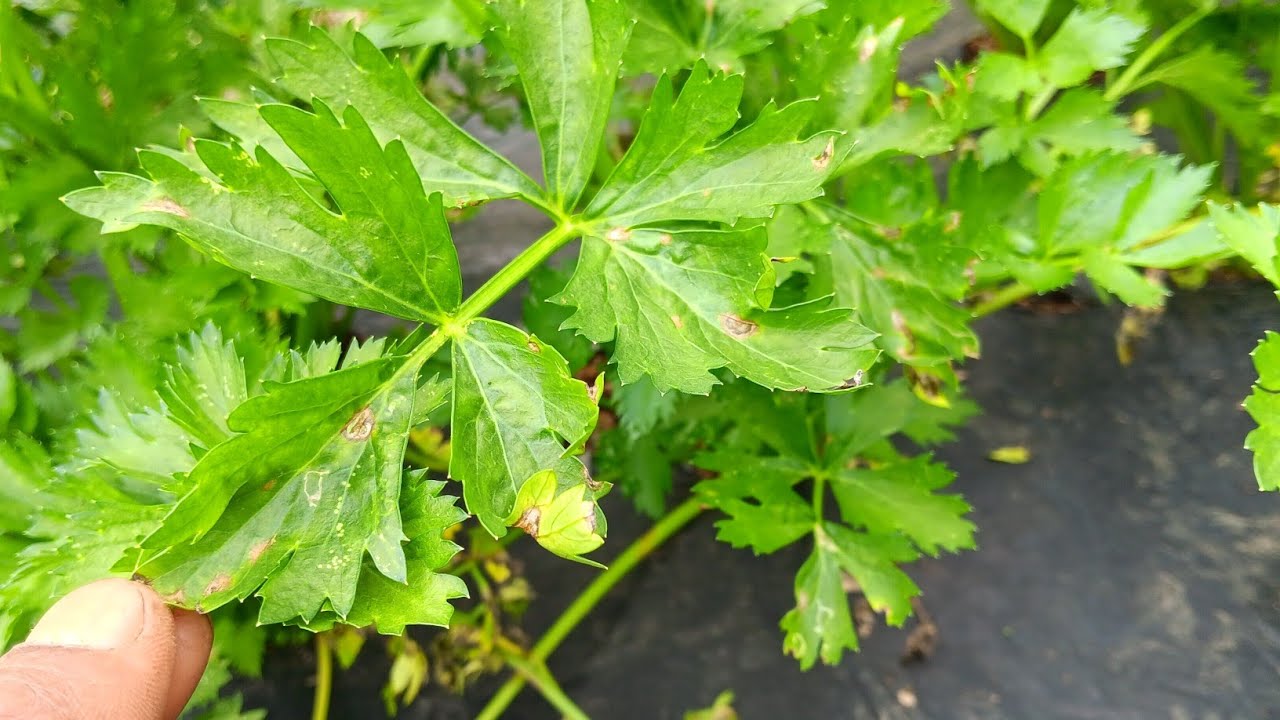 Cara mengatasi bercak daun pada tanaman seledri