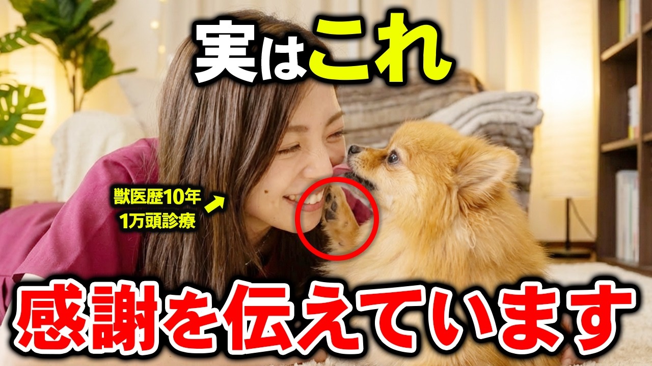 【気づいて！】犬が「ありがとう」と伝えているサイン