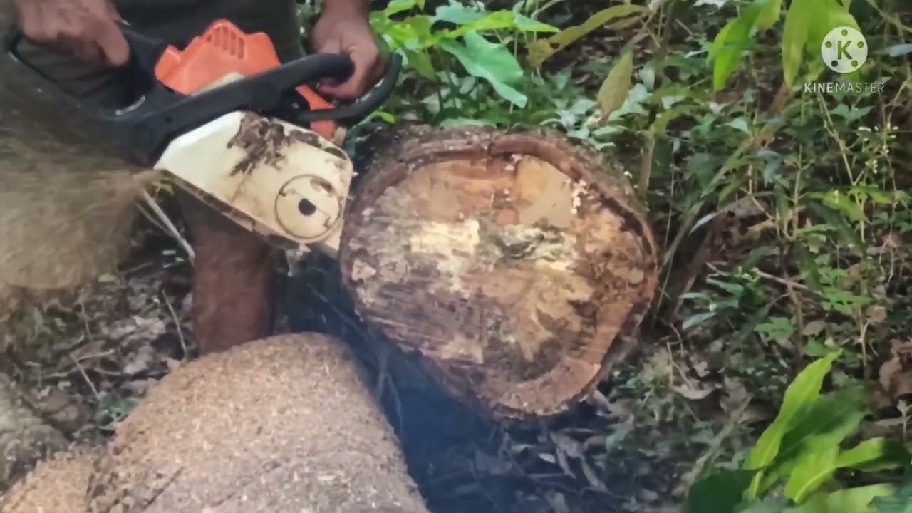 Husqvarna 120 vs stihl Ms 180 parte 2 . teste de corte.